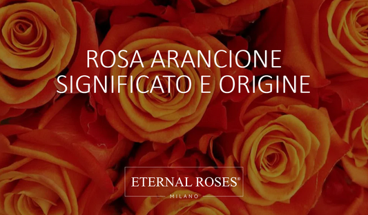 Rosa Eterna Arancione