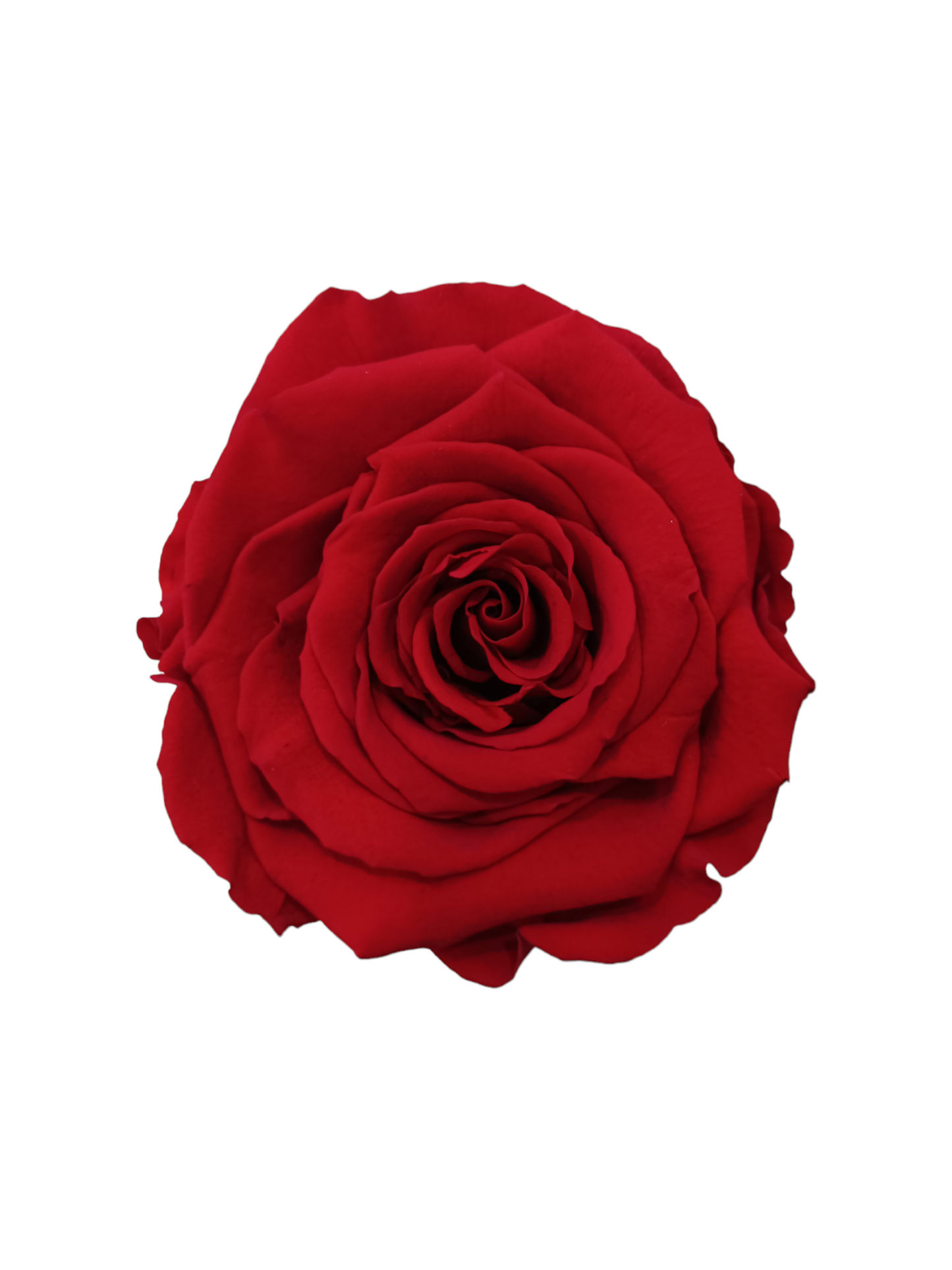 Coffret Luxe Blanc XS - Rose Rouge Stabilisé