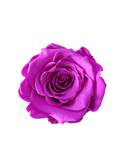 White Box XS - Rose Violet Stabilisé