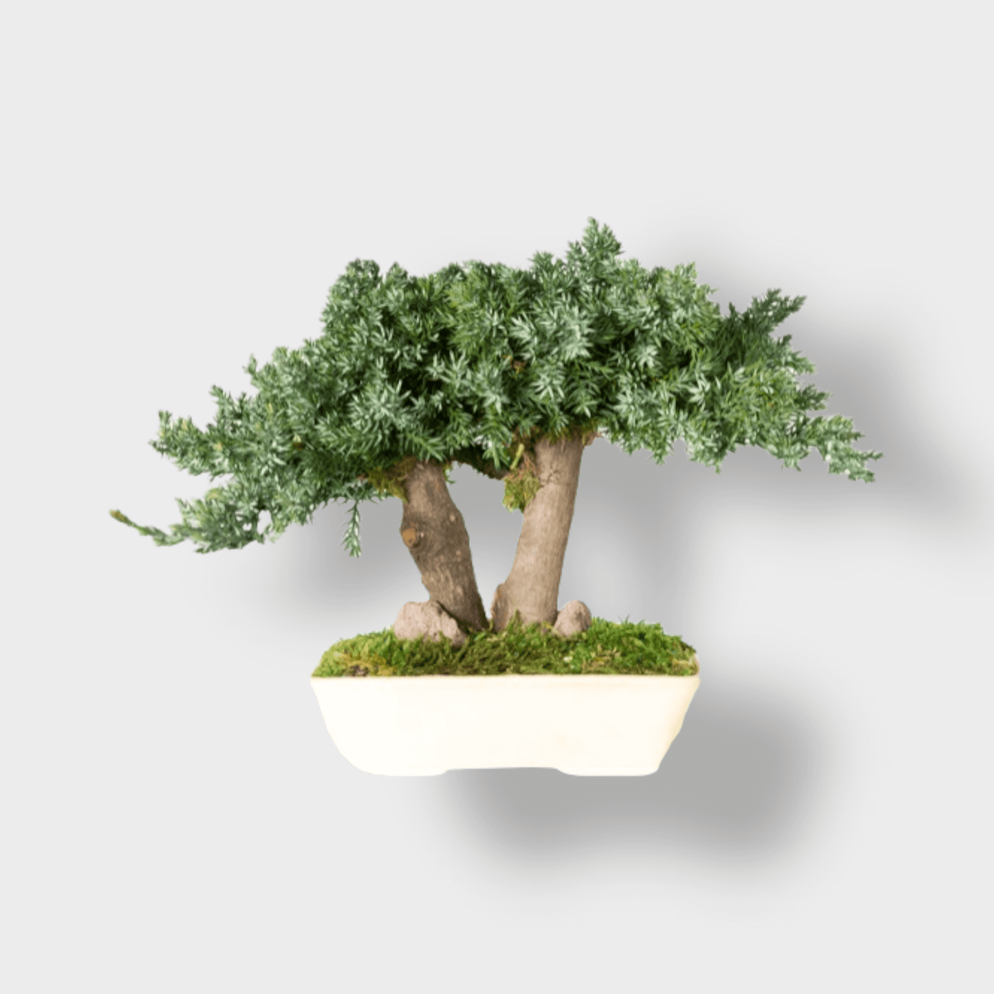 Bonsai Procumbens Stabilizzato